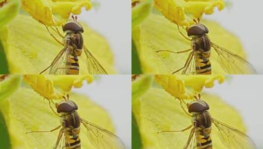 蜜蜂飞舞采花微距特写高清在线视频素材下载