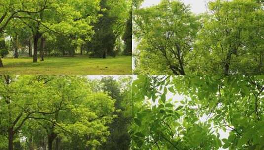 初夏绿色植物茂密大树生长温暖治愈实拍高清在线视频素材下载