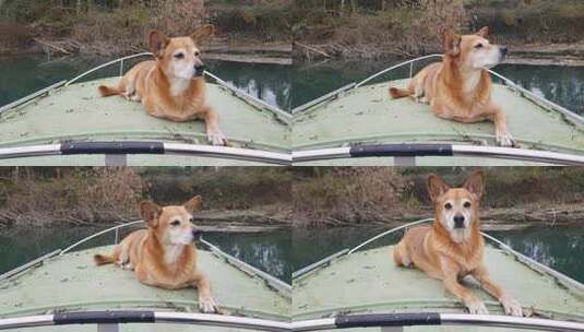 意大利北部帕多瓦布伦塔河上，棕色的狗在一艘绿色的船上休息高清在线视频素材下载