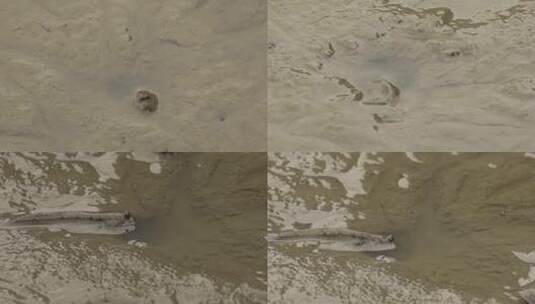 l1湿地滩涂鱼缩回洞里高清在线视频素材下载