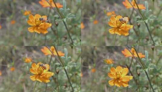 蜜蜂在黄秋英花朵上飞舞采蜜高清在线视频素材下载