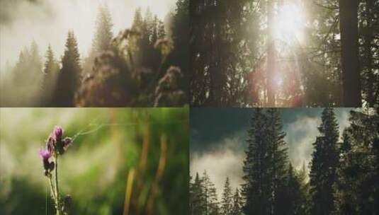 阳光穿过森林云雾森林迷雾森林清晨雾气高清在线视频素材下载