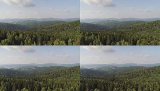 阳光下的原始森林高清在线视频素材下载