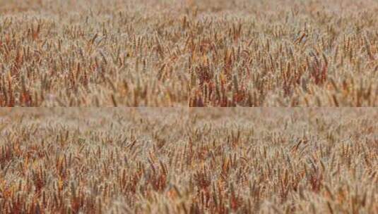 8K微风吹动下金色的麦田麦子成熟丰收高清在线视频素材下载