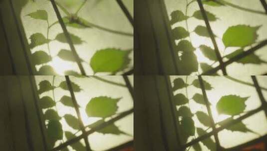 玻璃背后的植物高清在线视频素材下载
