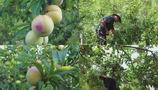 蜂糖李种植高清在线视频素材下载