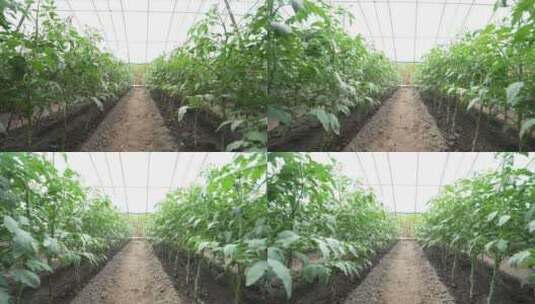 蔬菜番茄种植大棚高清在线视频素材下载