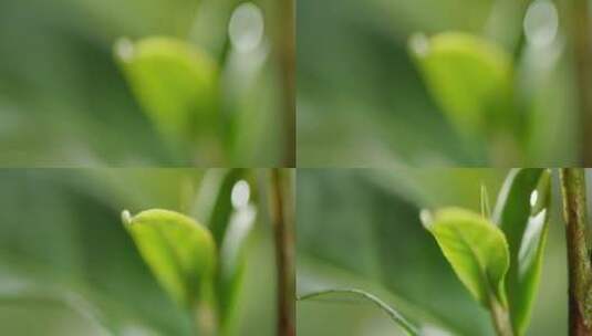 茶叶 茶树 特写 阳光 雨水20高清在线视频素材下载