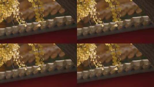 北京故宫紫禁城延禧宫秋天的银杏高清在线视频素材下载
