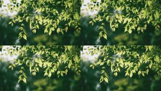 阳光绿叶树叶高清在线视频素材下载