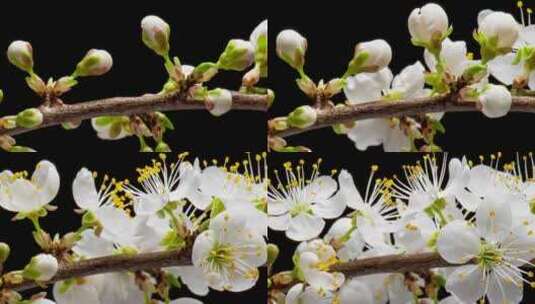 花朵开花的延时摄影高清在线视频素材下载