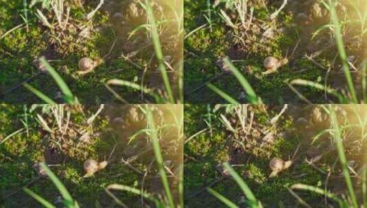 苔藓上的蜗牛高清在线视频素材下载
