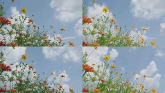 田野里盛开鲜艳的花朵高清在线视频素材下载