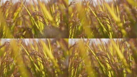 秋天成熟的水稻高清在线视频素材下载