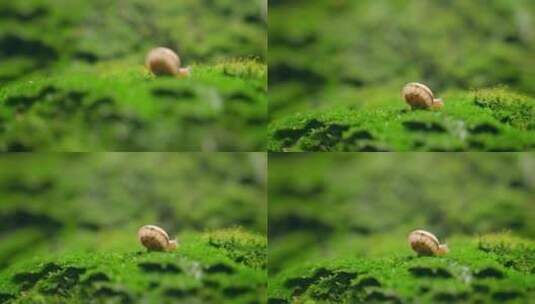 大自然  春天  夏天  草地 蜗牛高清在线视频素材下载
