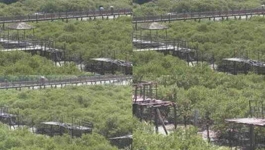 广西东兴红树林实拍视频高清在线视频素材下载