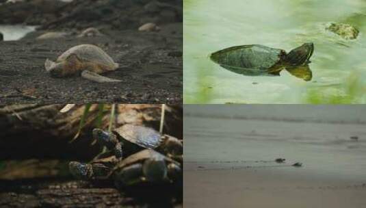 [合集]海滩小海龟特写镜头乌龟背高清在线视频素材下载