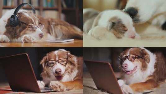 【合集】家庭可爱安静的宠物狗高清在线视频素材下载