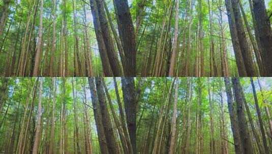 天然氧吧森林光影树林树木唯美空气清新高清在线视频素材下载
