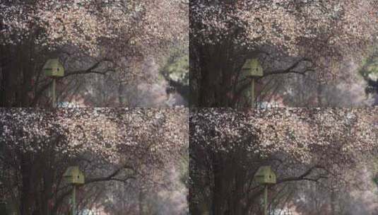 美丽春天风景红叶李鲜花盛开高清在线视频素材下载