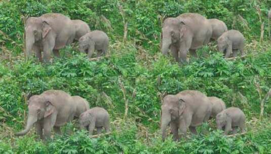 野生亚洲象实拍高清在线视频素材下载