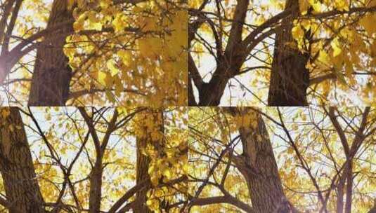 金秋金黄色树叶透过树梢看向阳光逆光高清在线视频素材下载