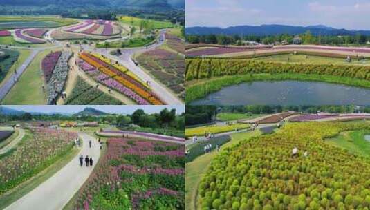 杭州风光 径山花海 旅游度假 休闲旅游 花海高清在线视频素材下载