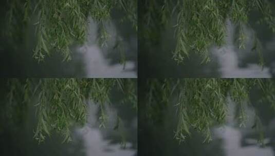 柳树 水 波纹 空镜 VLOG空镜高清在线视频素材下载