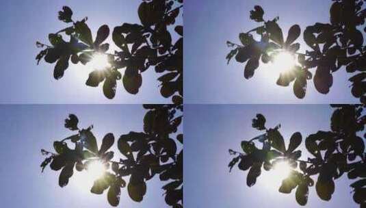 树叶阳光特写叶子阳光穿透树叶照射穿过叶子高清在线视频素材下载