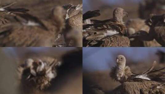 实拍青海野生动物秃鹫鸟高清在线视频素材下载