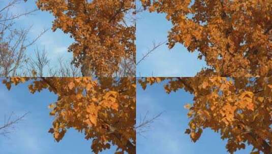4K秋天树叶黄了枫树枫叶高清在线视频素材下载