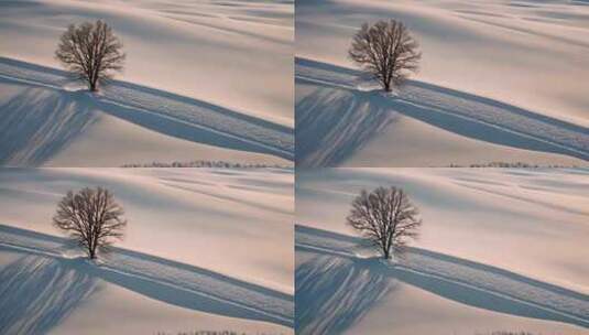 冬天平原积雪和树航拍高清在线视频素材下载