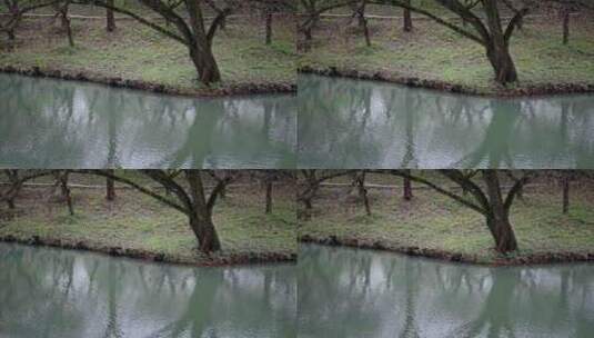 西溪湿地的河流与森林高清在线视频素材下载