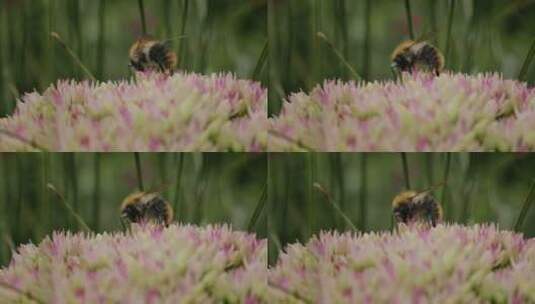 Carder Bee，昆虫，授粉，石杉高清在线视频素材下载