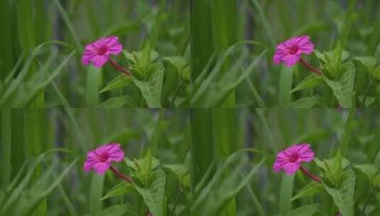 小红花 茉莉科植物 紫茉莉 晚晚花 野丁香高清在线视频素材下载