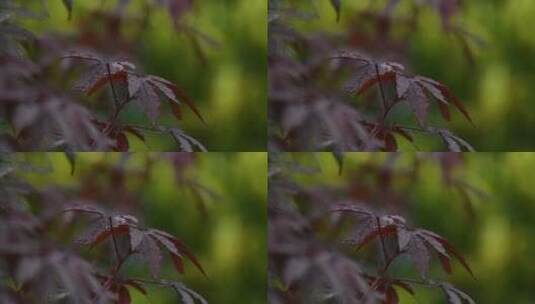 秋天枫叶在雨中轻轻摇动高清在线视频素材下载