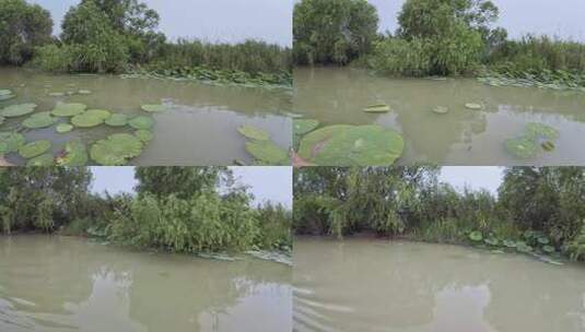 荷花塘 莲藕 湿地环境 湖水养殖 水产高清在线视频素材下载