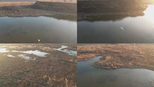 航拍 湿地 鸟 自然保护区 湿地保护区高清在线视频素材下载