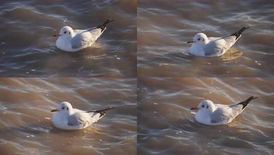 海鸥 鸟 海面 海水 河 水 水面 海边高清在线视频素材下载