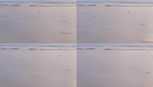 鄱阳湖湿地日落候鸟大雁飞鸟景观高清在线视频素材下载