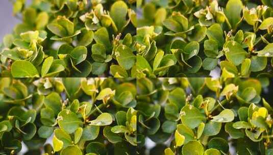 绿色植物叶片特写高清在线视频素材下载