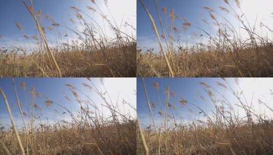 芦苇 湿地 空地 草 芦叶 水 湿地园高清在线视频素材下载