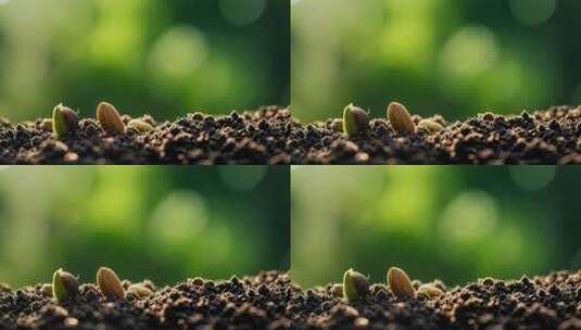 植物幼苗种子破土而出嫩芽生长植树节高清在线视频素材下载
