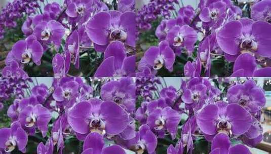 室内盆栽绿植花卉高清在线视频素材下载