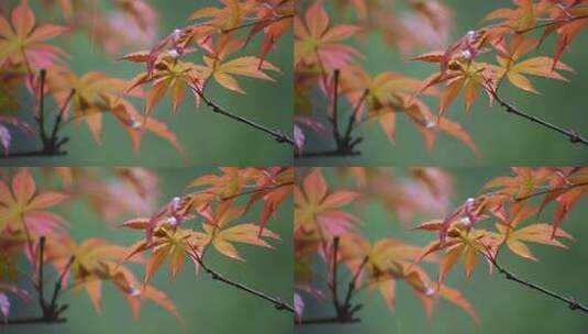 红枫叶下雨小雨秋雨秋天立秋高清在线视频素材下载