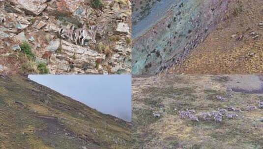 野生动物岩羊4K60祯高清在线视频素材下载