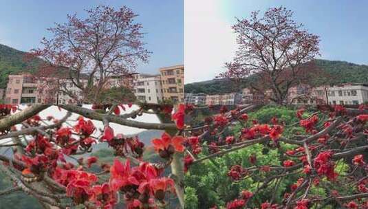 城市中盛开的木棉树高清在线视频素材下载