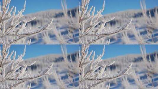 冰雪覆盖的树枝尽显冬日美景高清在线视频素材下载