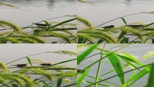 玄武湖湖边绿色植物和小鸟特写高清在线视频素材下载