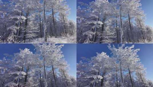 雪原森林纯净雾凇风景高清在线视频素材下载